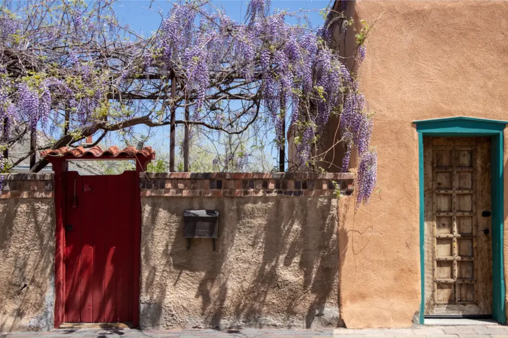 Wisteria hanging over a garden entrance in Santa Fe, New Mexico, in May 2022.