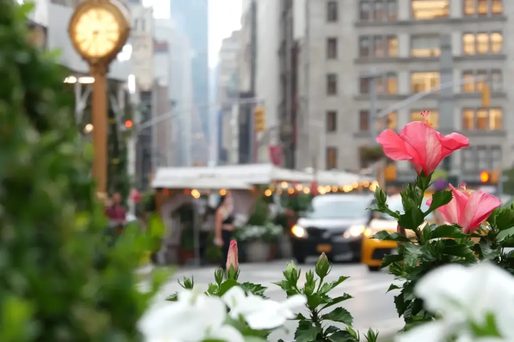 Hibiscus flowers growing in the Manhattan borough of New York in 2023.